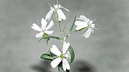 Russian scientists revive ice age flower