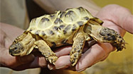 Two-headed turtle gets her close-up in Kiev